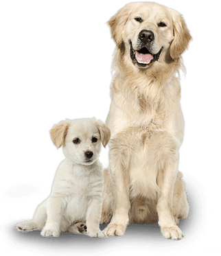 Produtos Pet