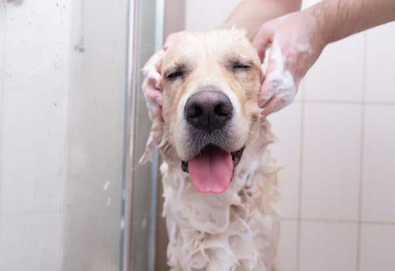 Melhor Shampoo para cachorro