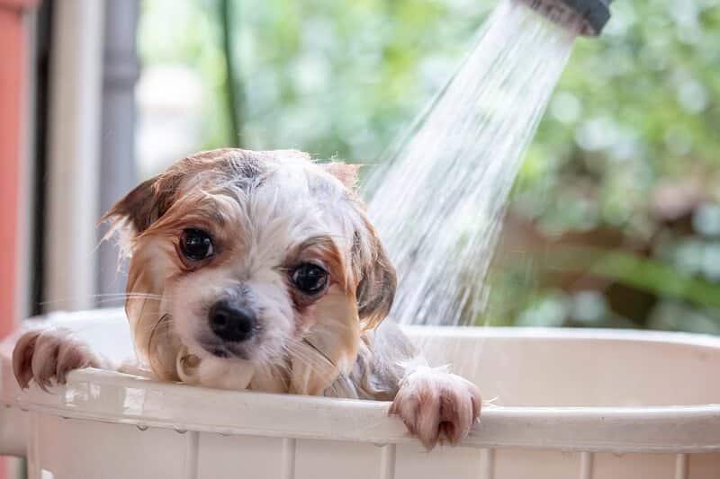 Shampoo anti alérgico para cachorro