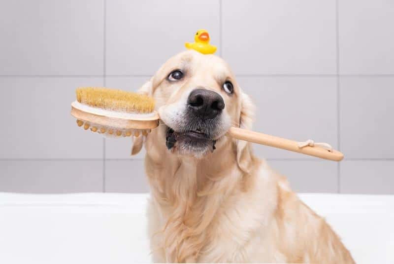 Shampoo e condicionador profissional para cachorro
