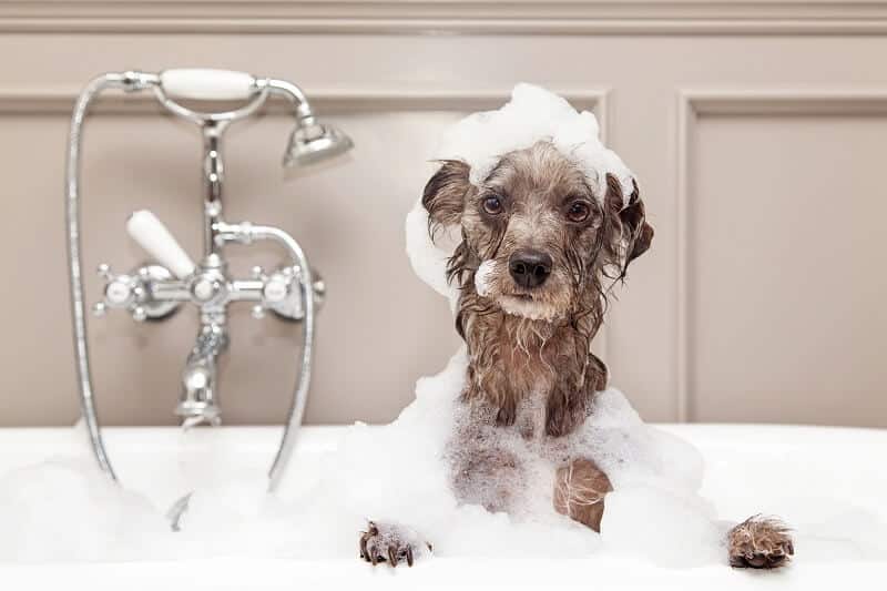 shampoo para seu cachorro