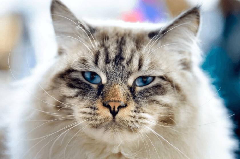 Atente-se às recomendações veterinárias de uso de shampoo para gatos