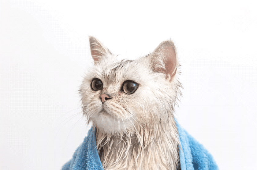 Apesar de odiarem um banho, os gatos são animais limpos e preocupados com a sua própria higiene