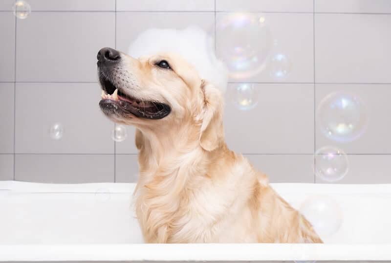Aprenda a escolher o shampoo adequado para o seu cão